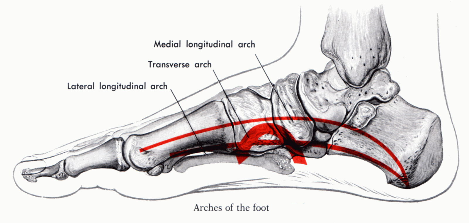 Medial Longitudinal Arch
