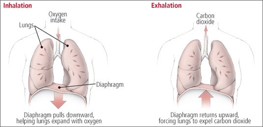 Correct Breathing is Essential to Good Health 