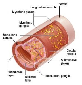 Anatomy: The Enteric Nervous System - Dreamclinic Massage Seattle
