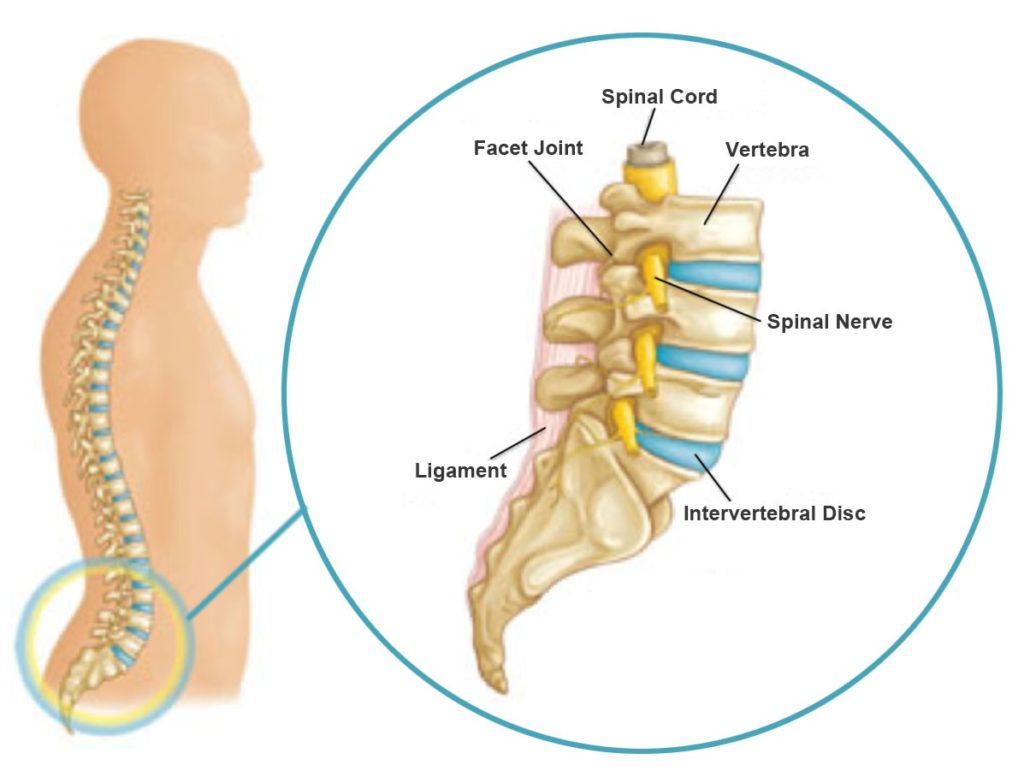 lumbar-spine(1)