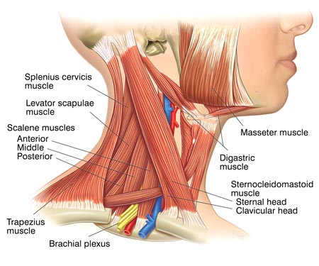 How does muscle tension in the neck affect the shoulders? - FITPAA